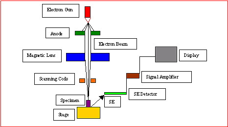 scan electron microscope