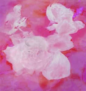 Gilberto Sossella - Italy - White roses in pink