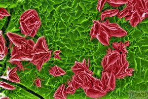 Nguyen-Siegert-Fodlmeier nanoart k12 rose-garden