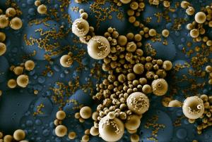 Rorivaldo Camargo - Colony of bacteria