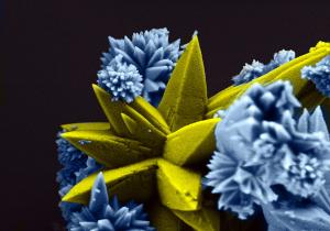 Rorivaldo Camargo - Sea Coral (Strontium Molybdate)