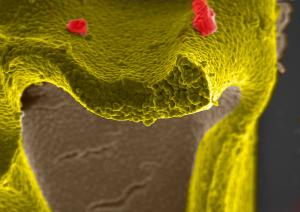 Rorivaldo Camargo - Snake  (Tin Oxide) 2