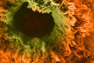 Rorivaldo Camargo - Sunflower