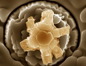 Siddhartha Pathak - USA - In-situ fracture of a carbon nanotube micro-pillar
